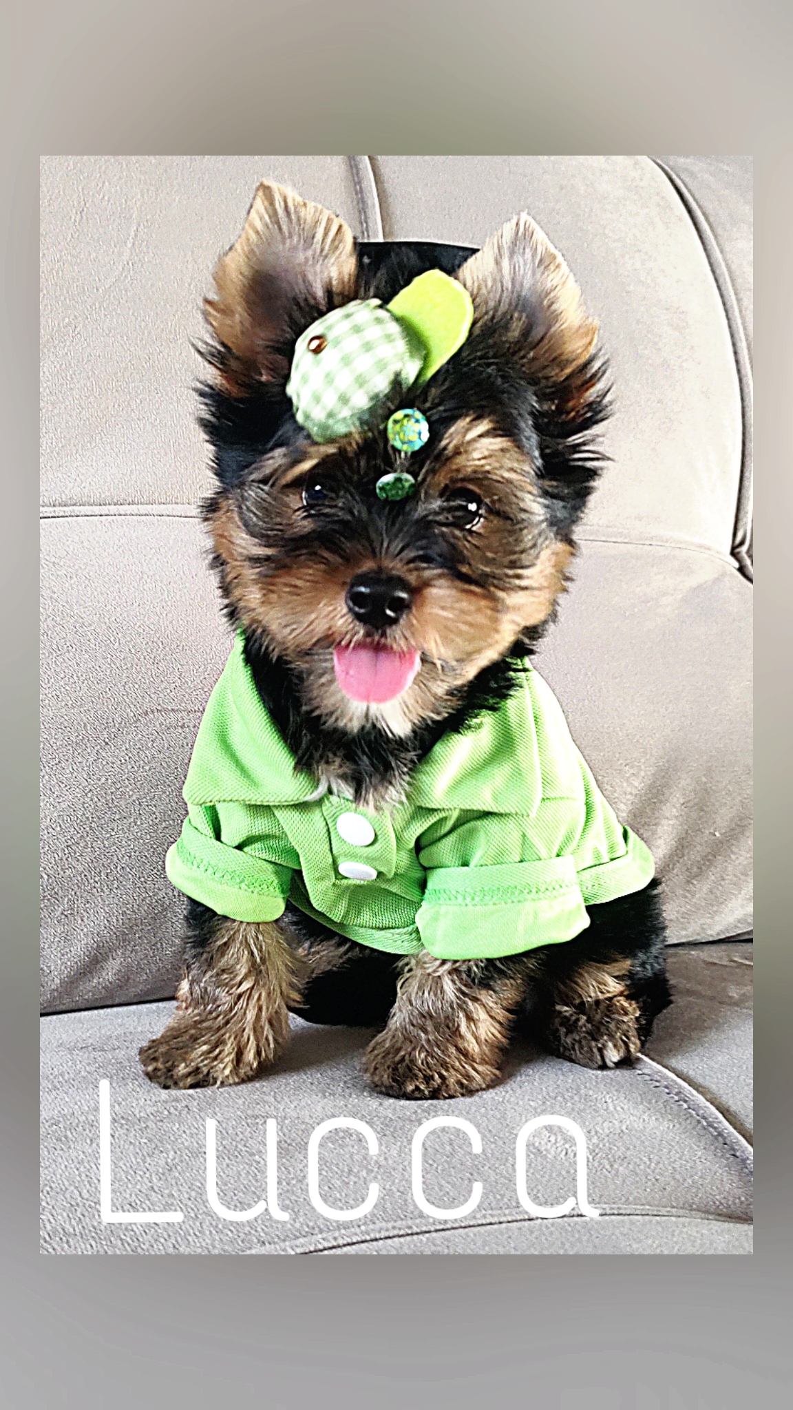 Lucca  - Filhote de Yorkshire Terrier