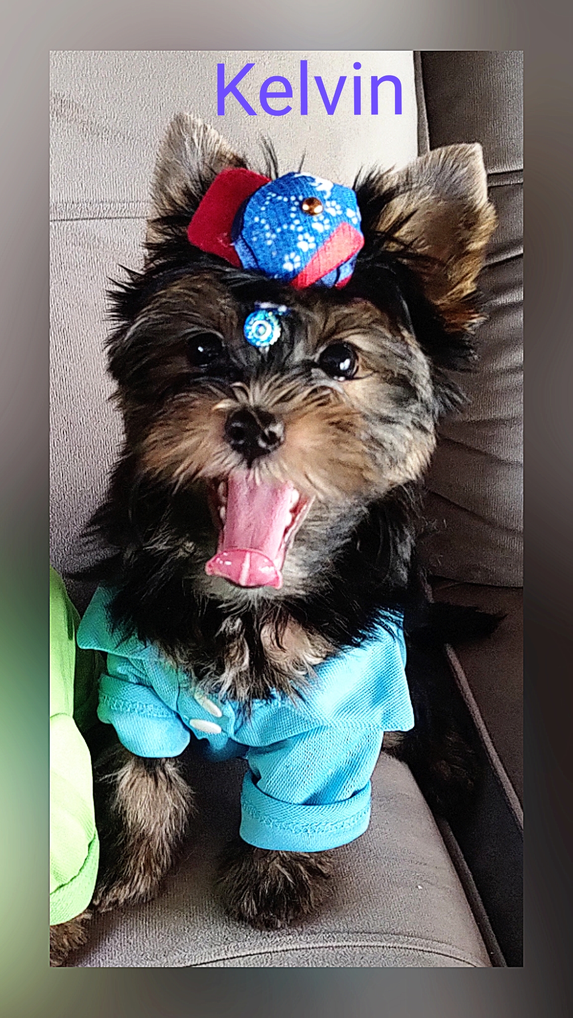 Kelvin - Filhote de Yorkshire Terrier