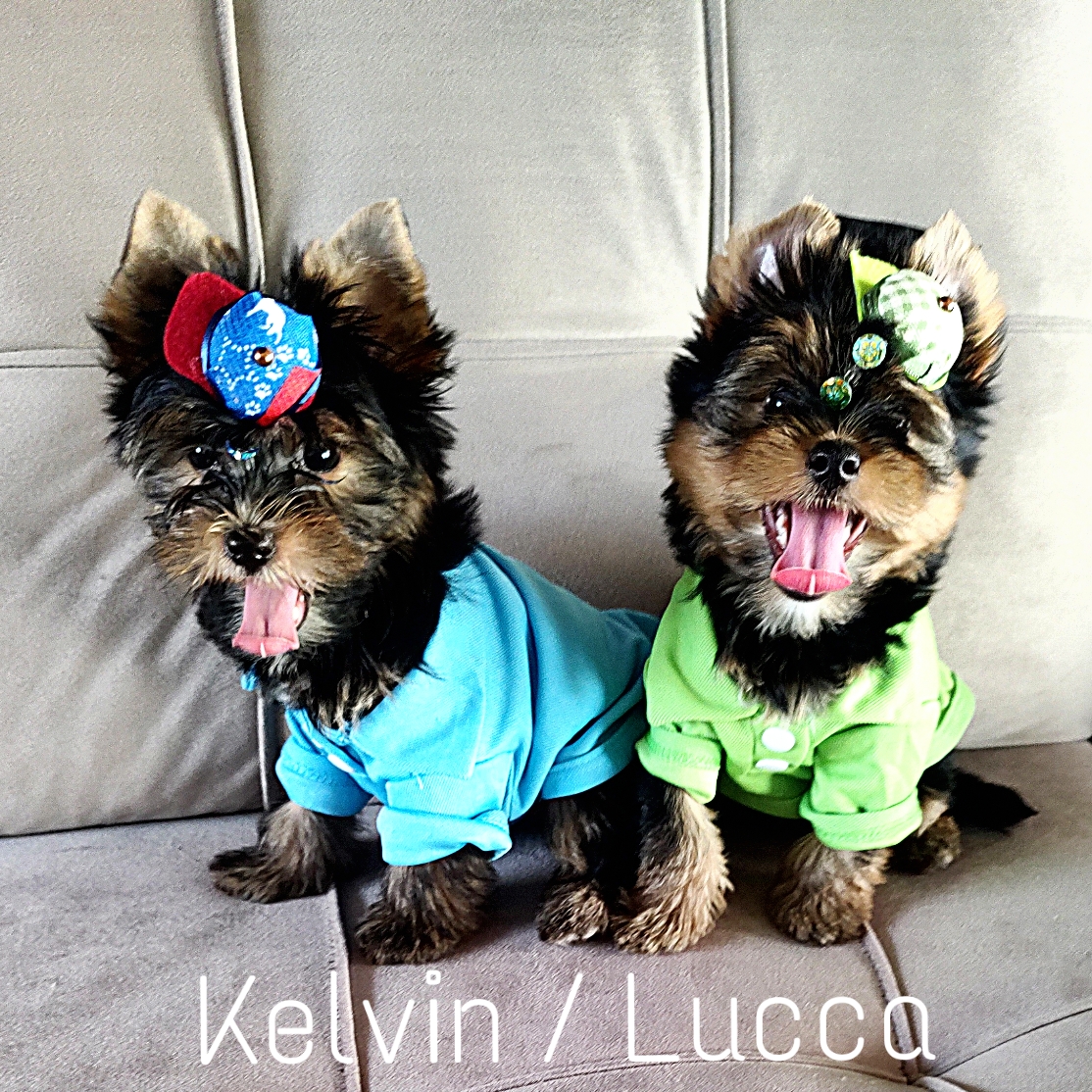 - Filhote de Yorkshire Terrier
