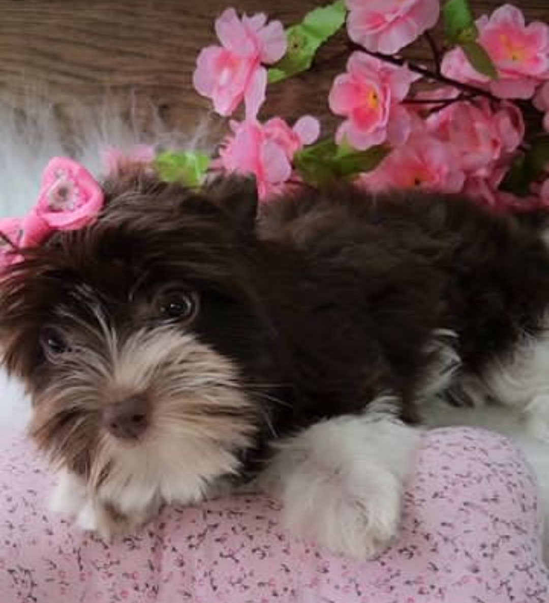 Yorkshire biro dark - Filhote de Yorkshire Terrier