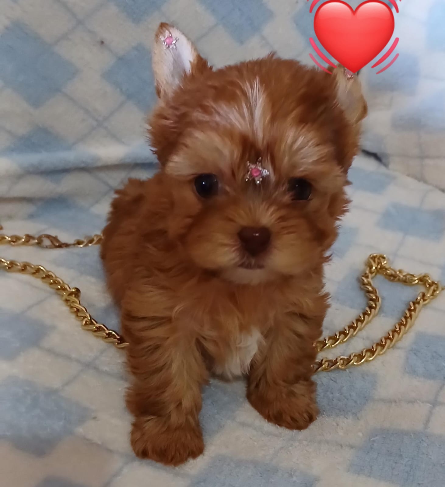  - Filhote de Yorkshire Terrier
