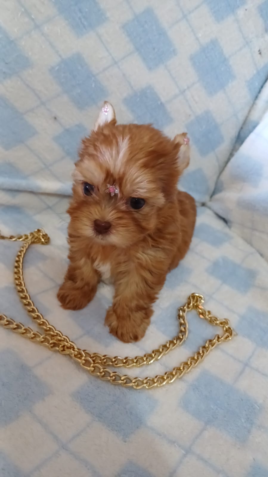  - Filhote de Yorkshire Terrier