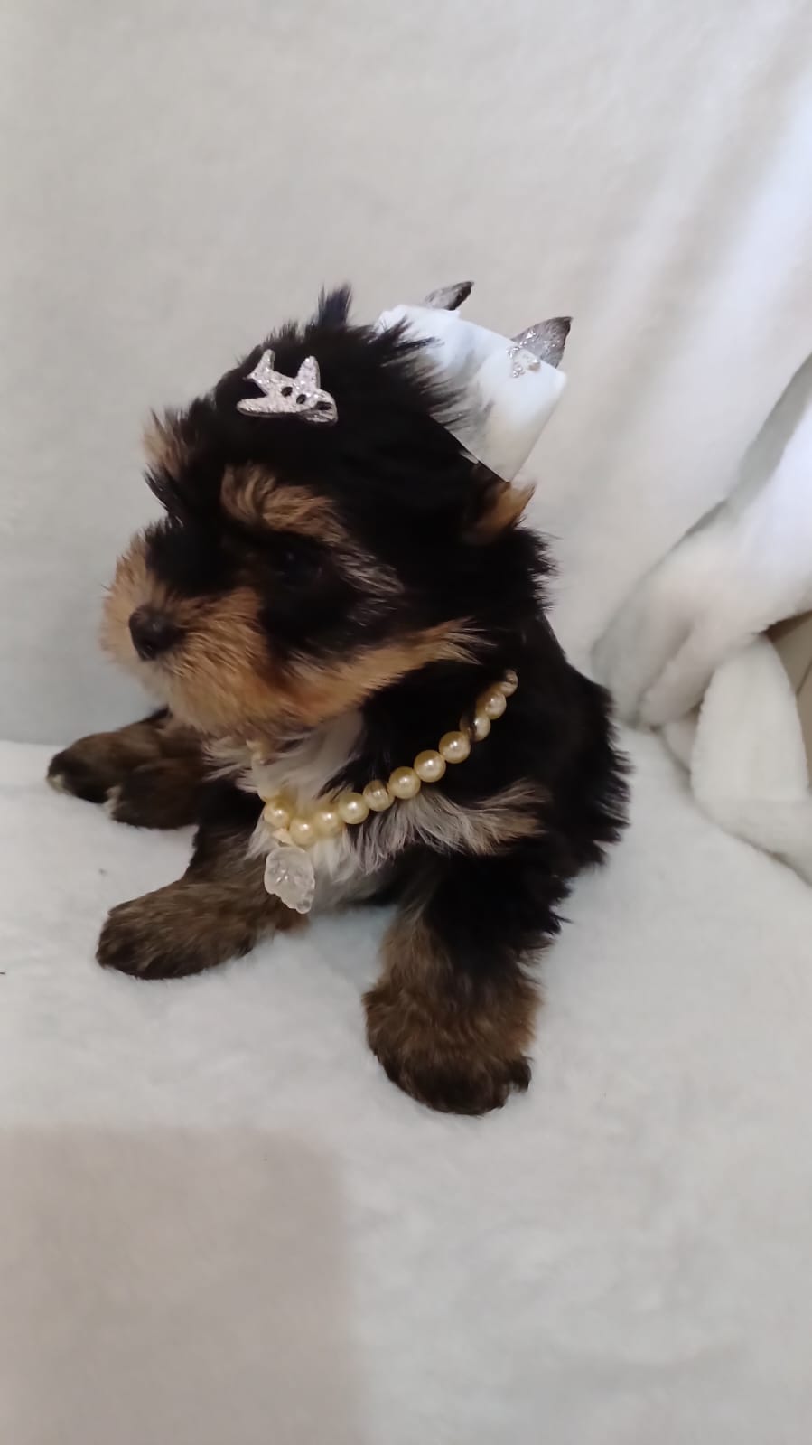  - Filhote de Yorkshire Terrier