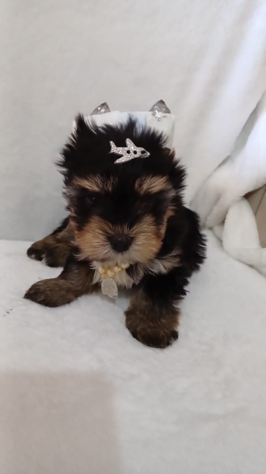  - Filhote de Yorkshire Terrier