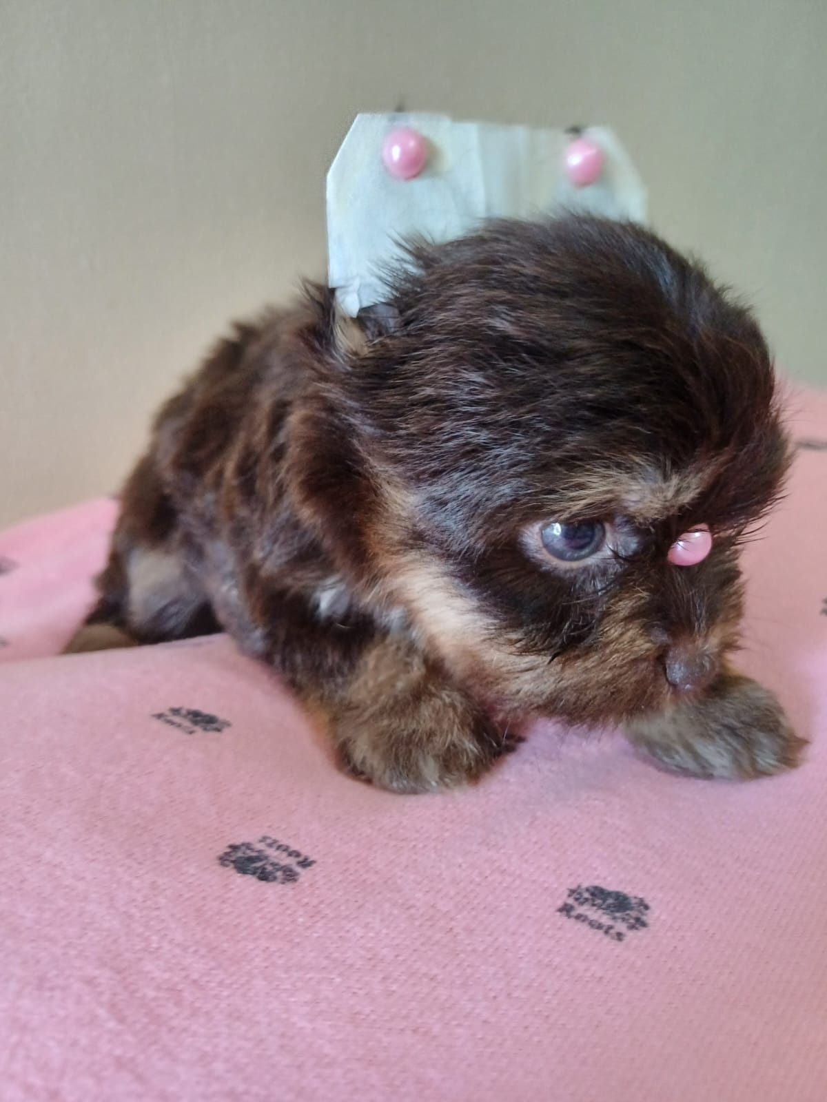  - Filhote de Yorkshire Terrier
