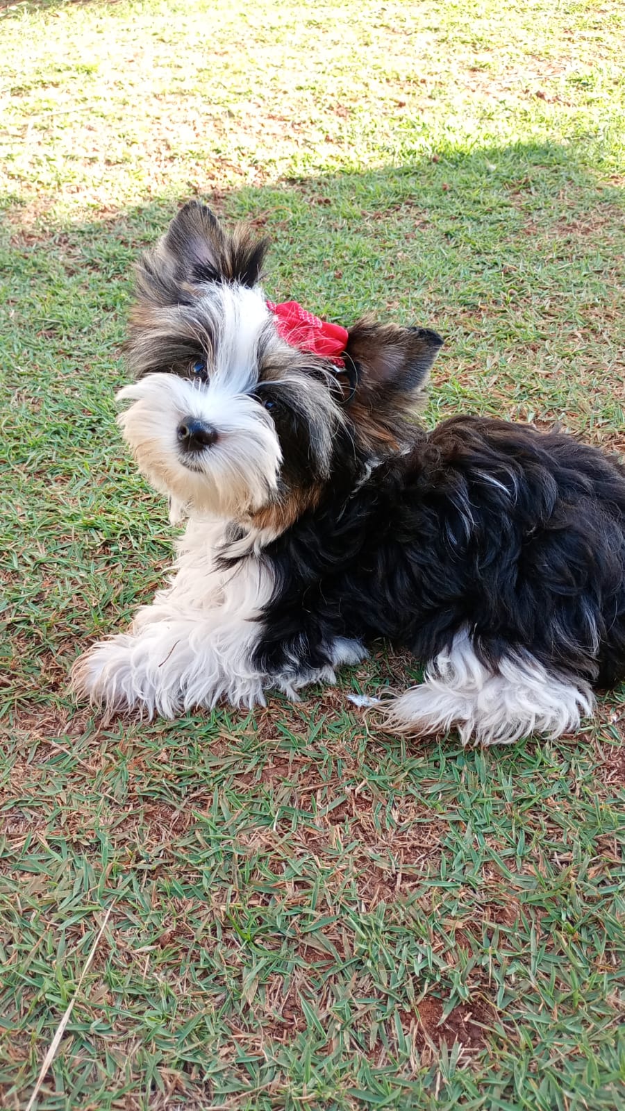 Zoe Yorkshire Biewer terrier  - Filhote de Yorkshire Terrier