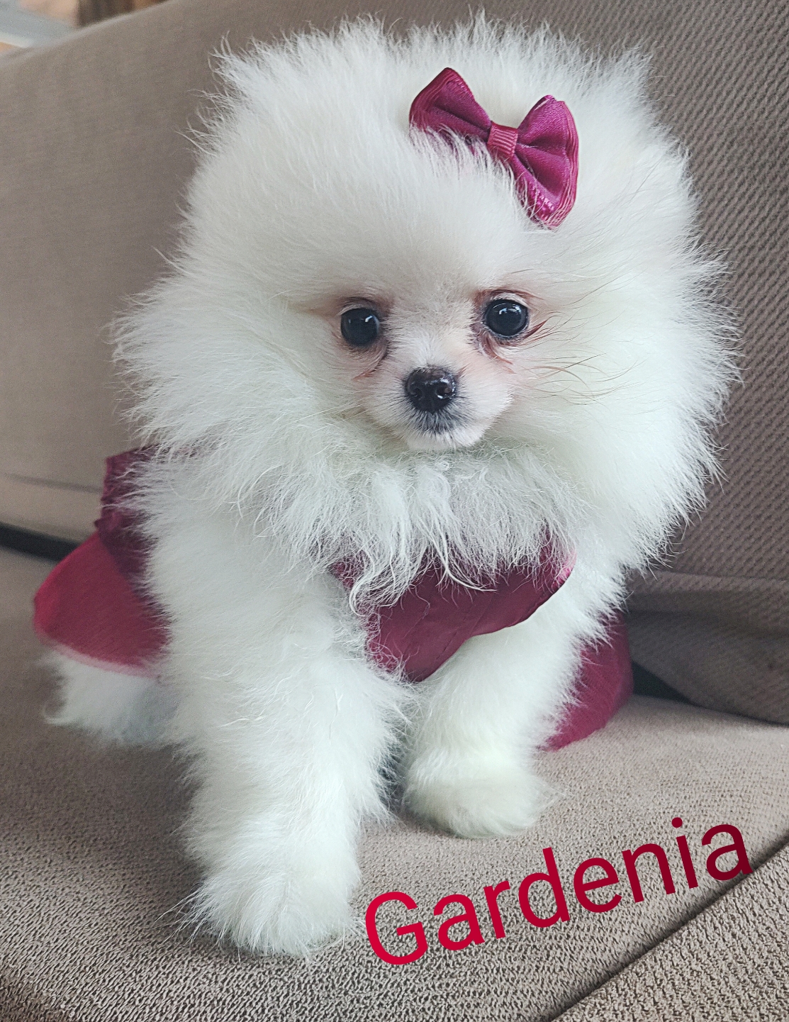 GARDENIA  - Filhote à venda