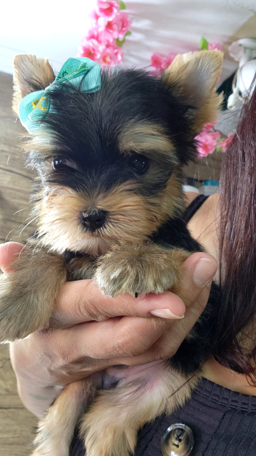 Luan - Filhote de Yorkshire Terrier