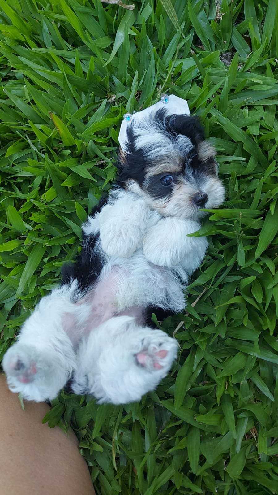 Sonny Yorkshire biewer terrier  - Filhote de Yorkshire Terrier