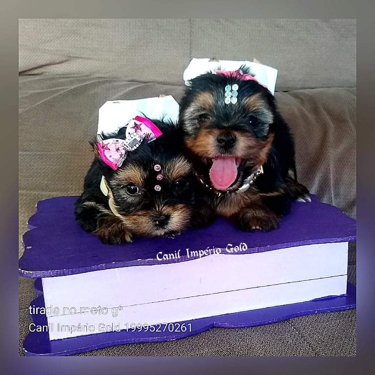 Femeas - Filhote de Yorkshire Terrier