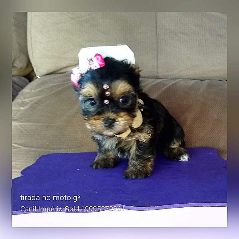 Suzy - Filhote de Yorkshire Terrier