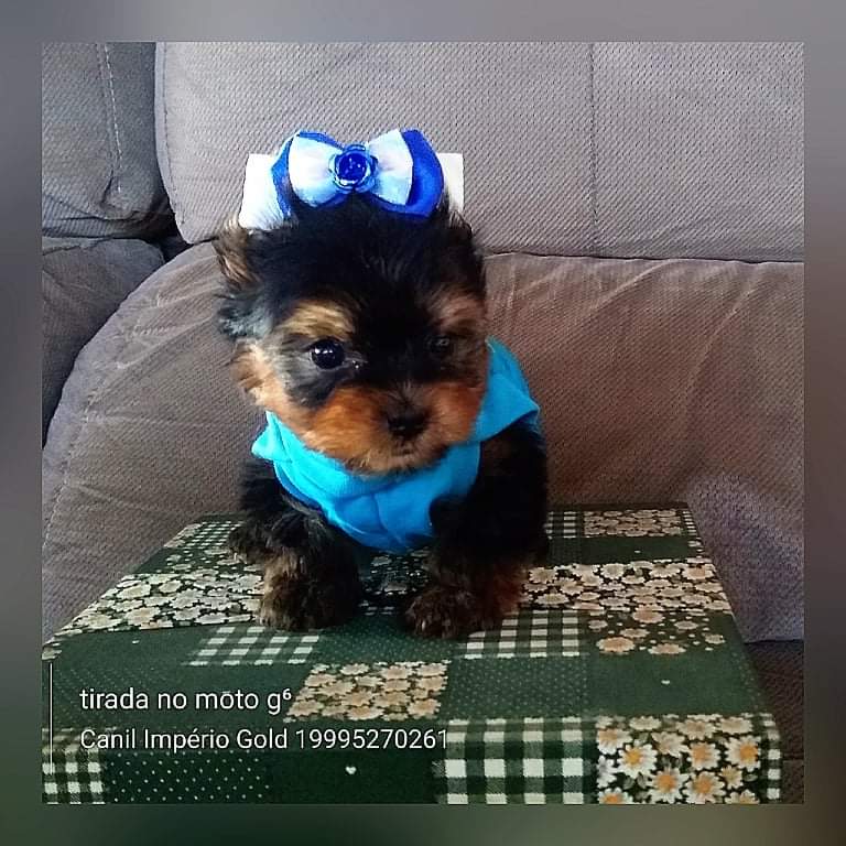 Piter - Filhote de Yorkshire Terrier