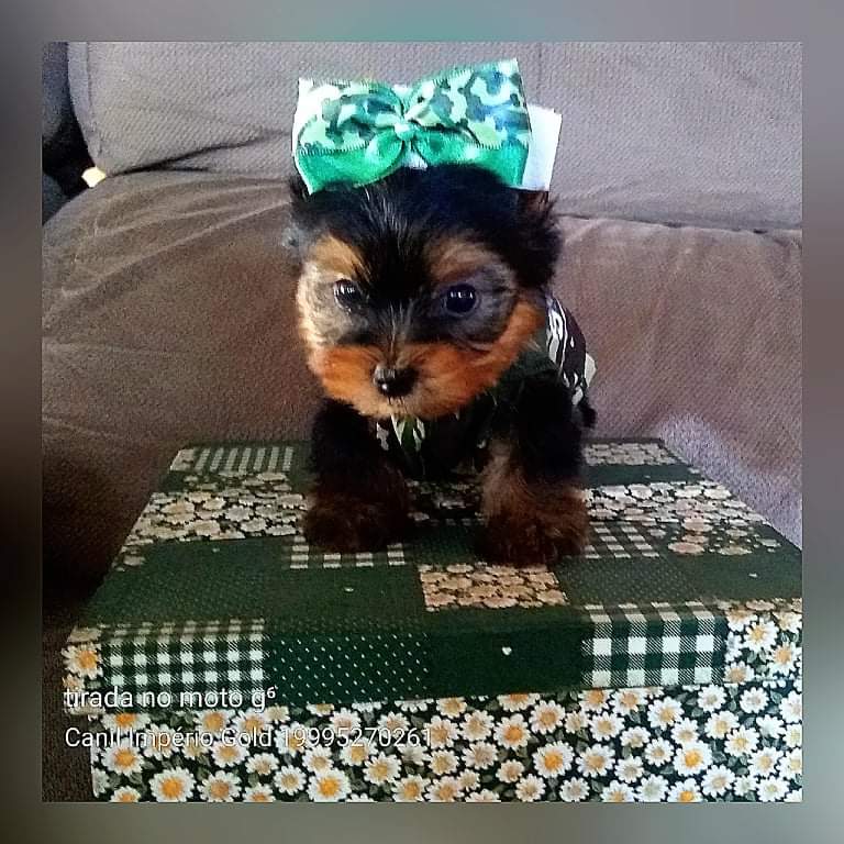 Duque  - Filhote de Yorkshire Terrier