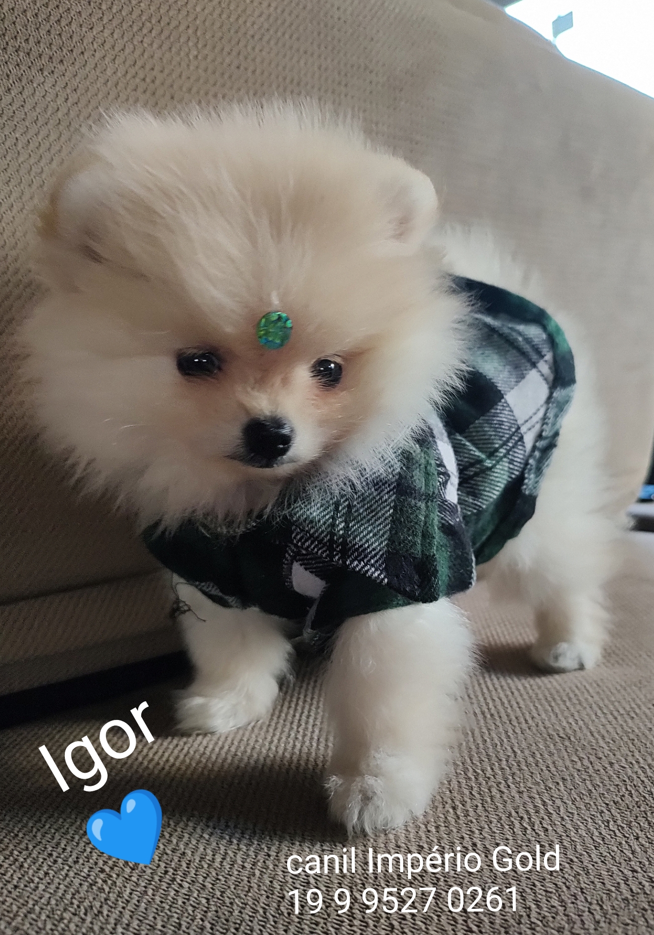 Igor - Filhote à venda