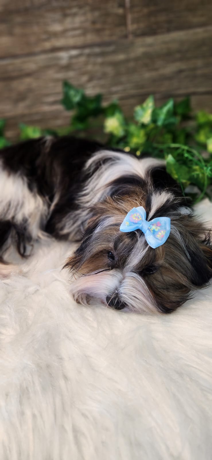 Biewer terrier  - Filhote de Yorkshire Terrier