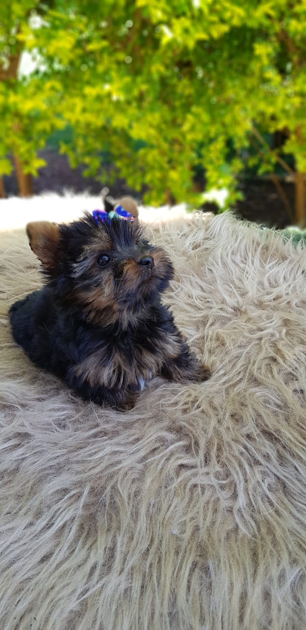  - Filhote de Yorkshire Terrier