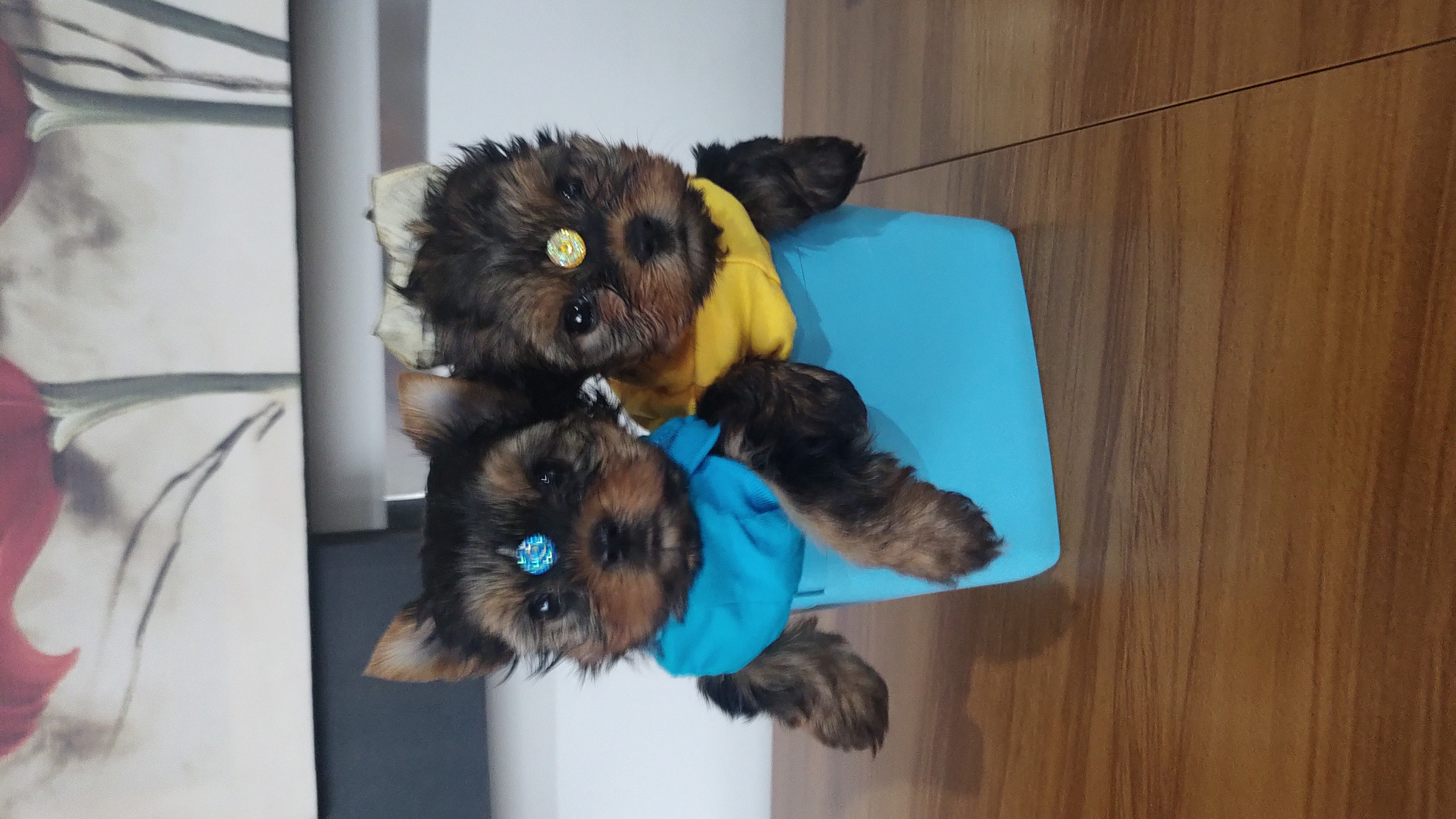  - Filhote de Yorkshire Terrier