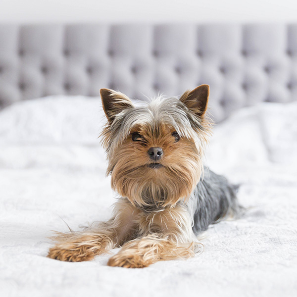 Conheça a raça Yorkshire Terrier