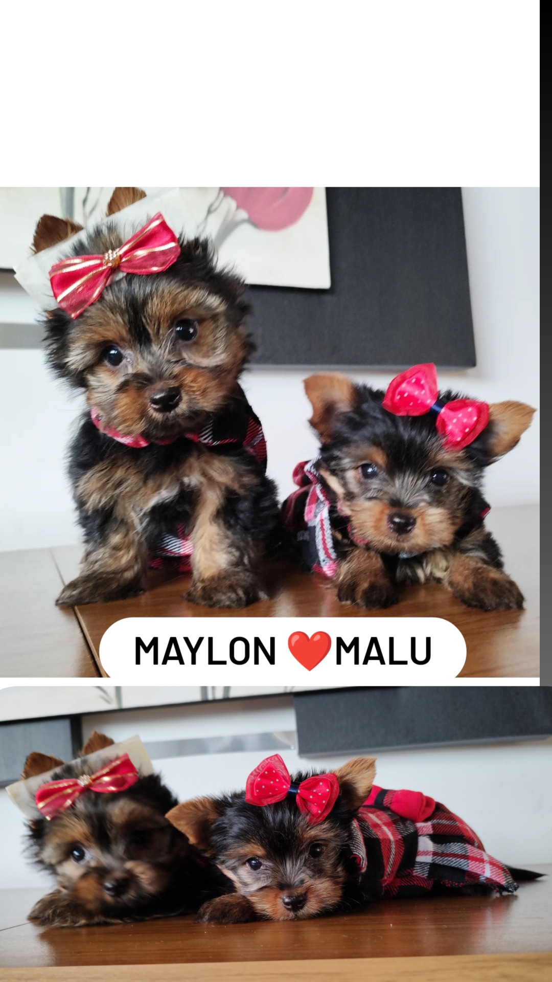 Maylon e malu - Filhote de Yorkshire Terrier