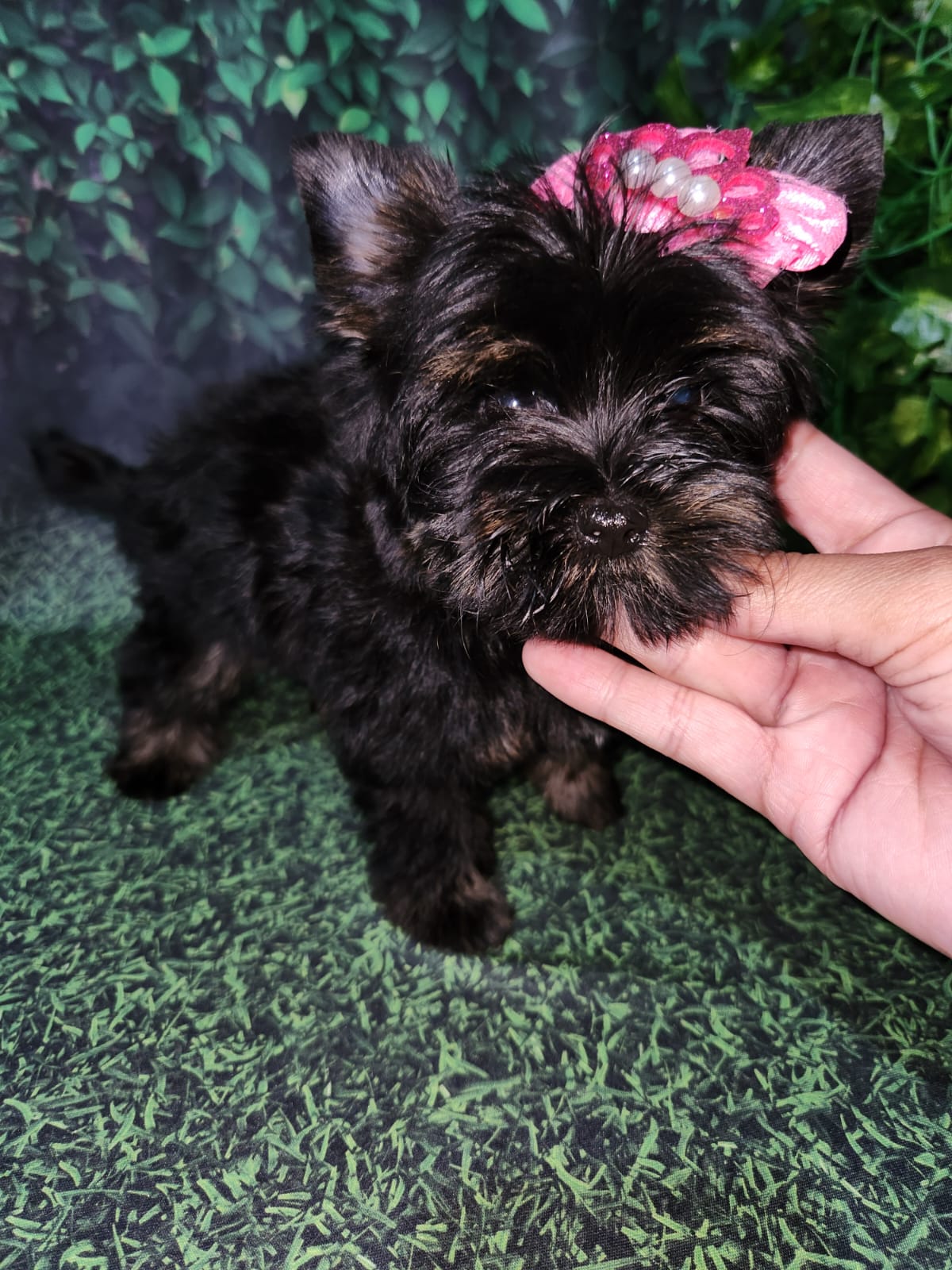  - Filhote de Yorkshire Terrier