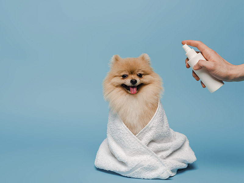 Como deixar o Lulu da Pomerânia com cheirinho gostoso? | Canil Império Gold
