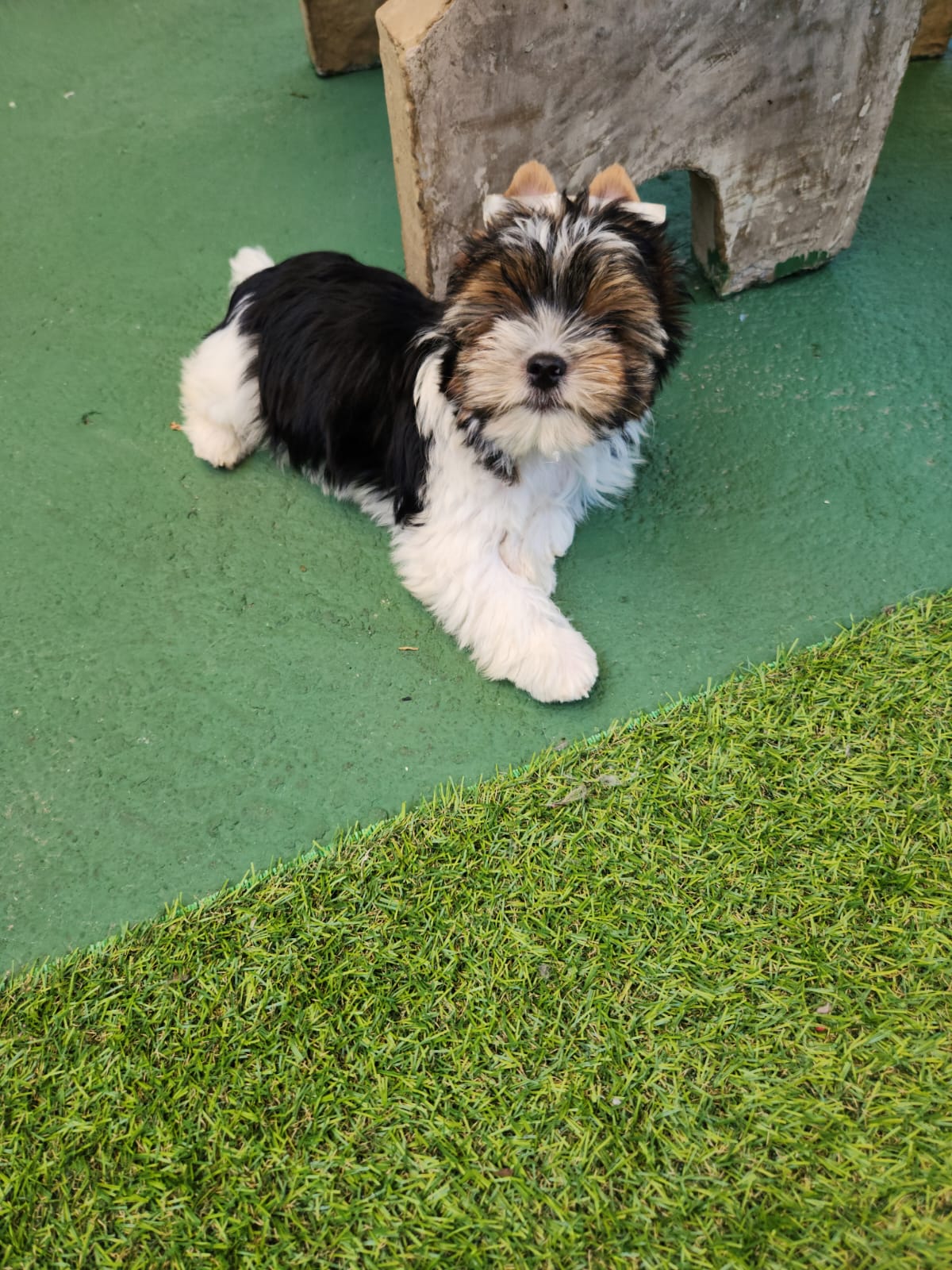 Biewer terrier  - Filhote de Yorkshire Terrier