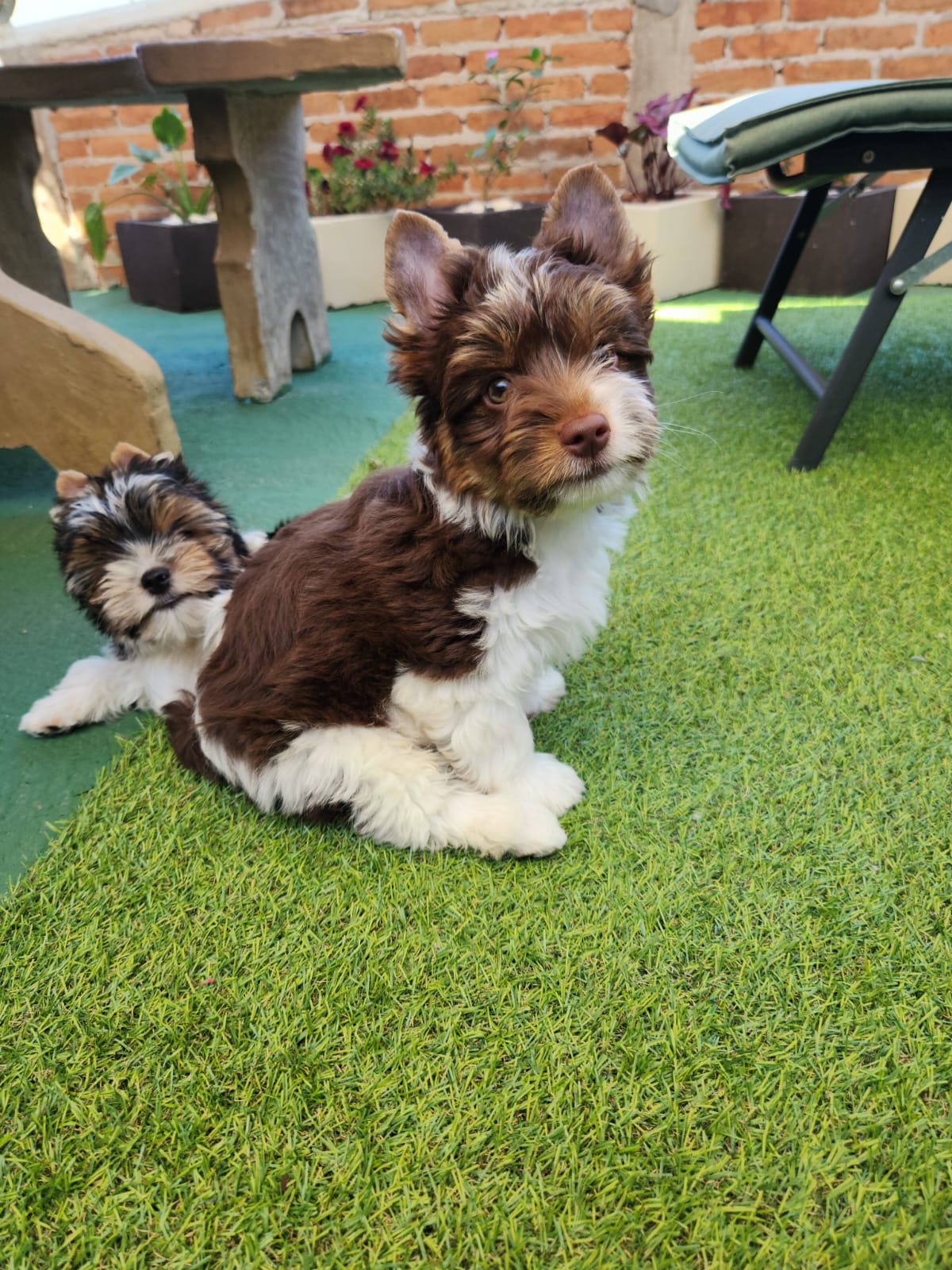 Biro terrrier - Filhote de Yorkshire Terrier