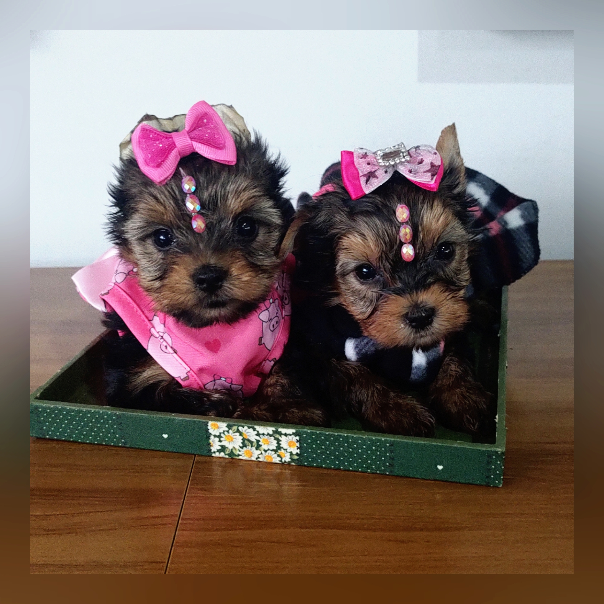  - Filhote de Yorkshire Terrier
