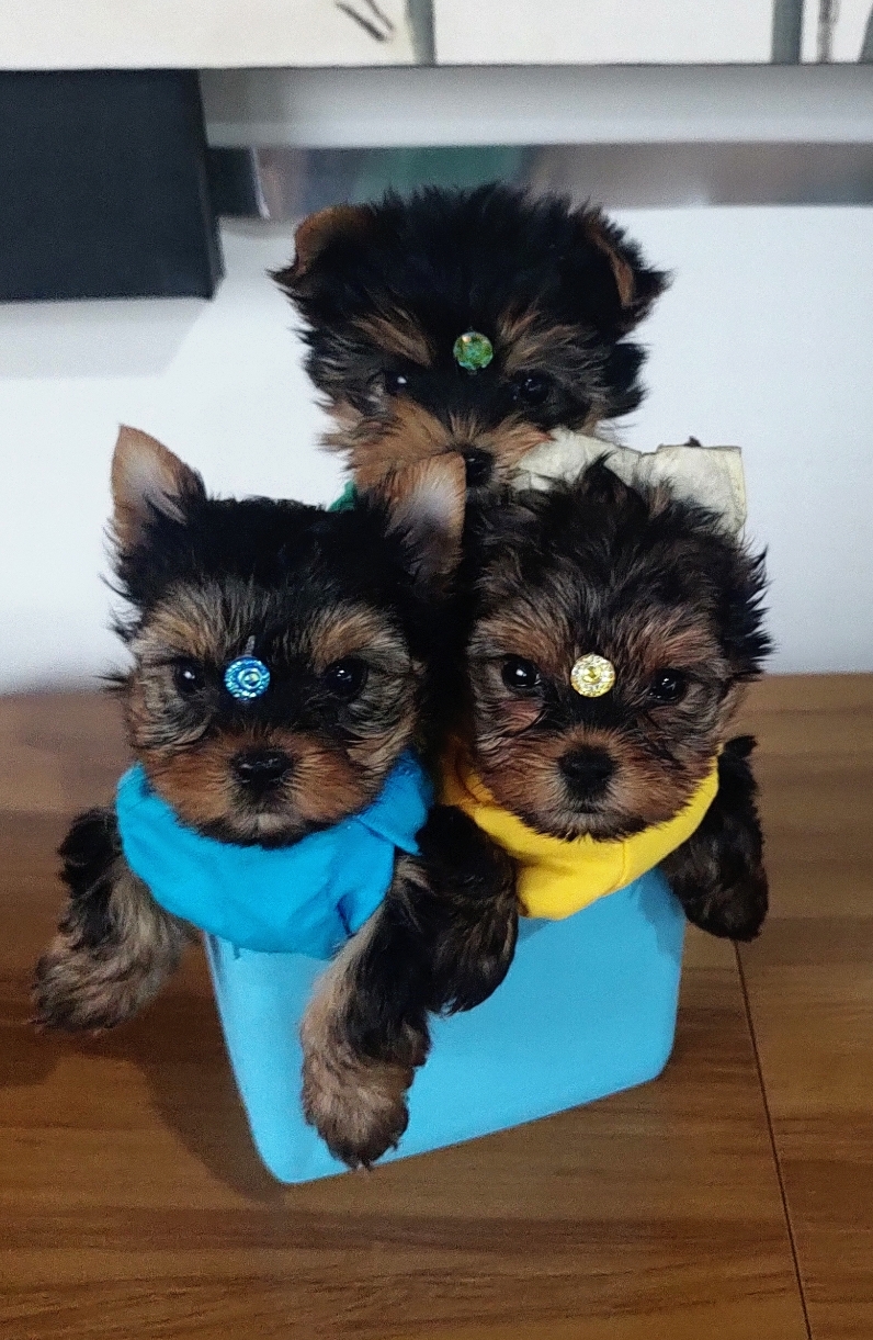  - Filhote de Yorkshire Terrier