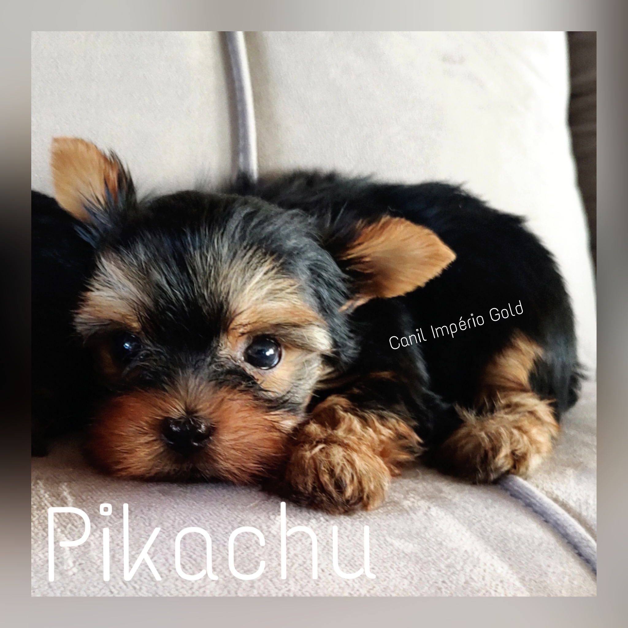 Pikachu - Filhote de Yorkshire Terrier