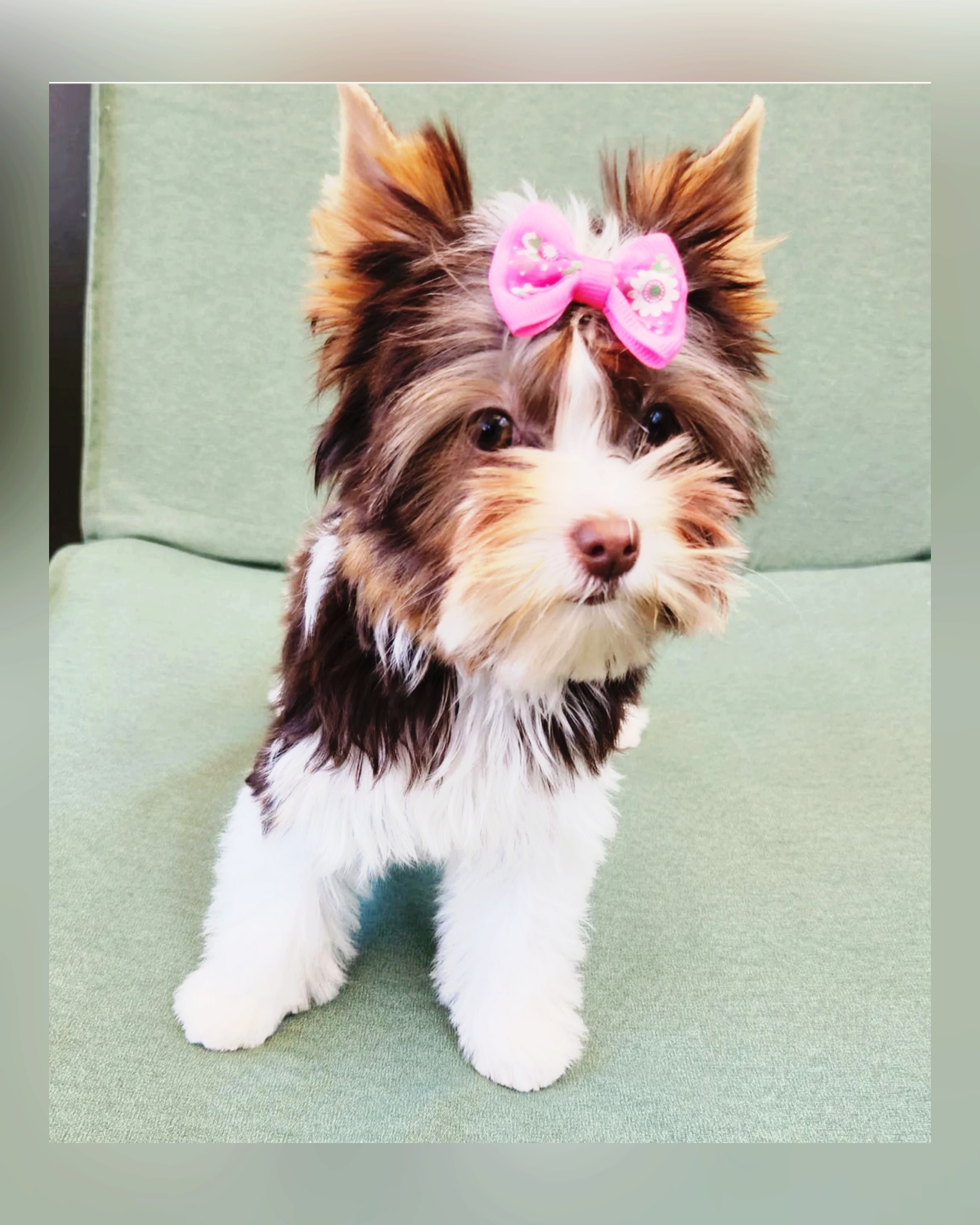 Biro terrier  - Filhote de Yorkshire Terrier