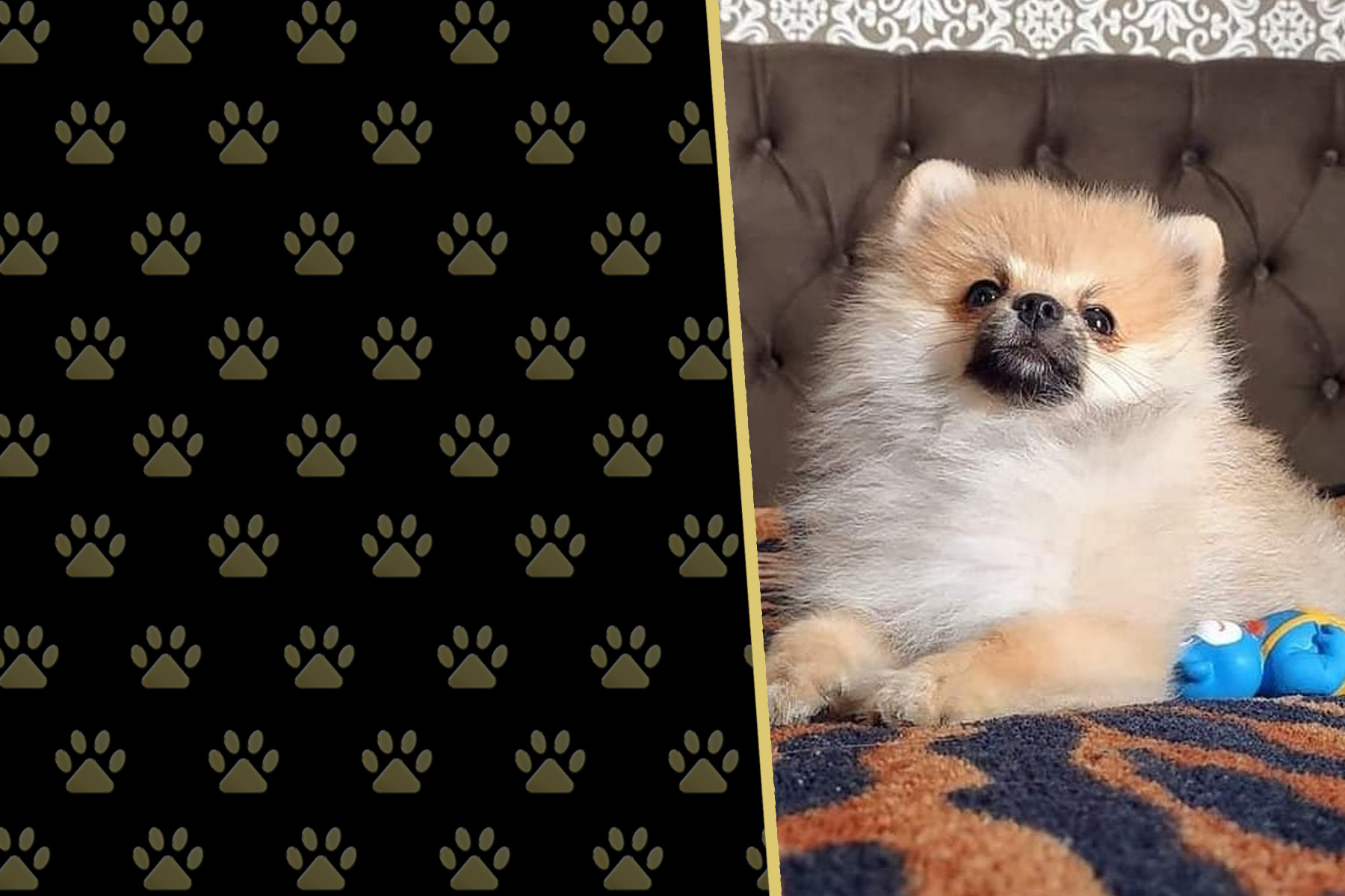 Canil Império Gold | Filhotes de Spitz Alemão (Lulu  da Pomerânia) e Yorkshire Terrier