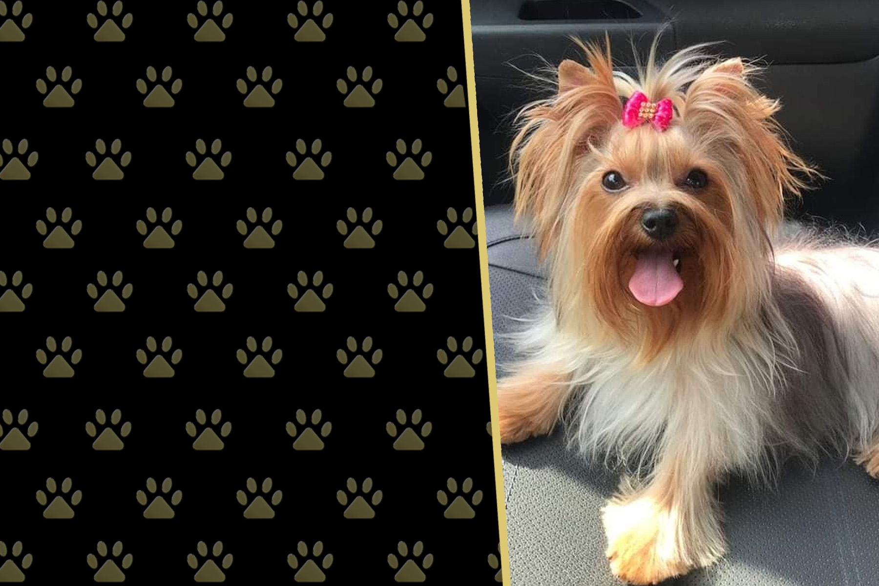 Canil Império Gold | Filhotes de Spitz Alemão (Lulu  da Pomerânia) e Yorkshire Terrier